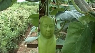 Illustration for article titled Chairman Mao-Shaped Fruit Are Being Grown in China